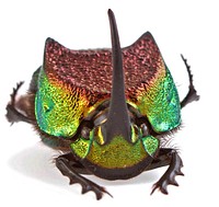 Rainbow Scarab (Scarabaeidae, Phanaeus vindex)USA, TX, Bastrop Co.: Red Rock300 Lockwood Dr.A. Santillana coll.