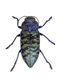 Lampetis drummondi (Coleoptera: Buprestidae) from Big Bend Basin, TX.