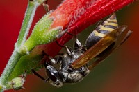 Mexican Honey Wasp (Vespidae, Brachygastra mellifica)USA, TX, Travis Co.: AustinBrackenridge Field Laboratory 