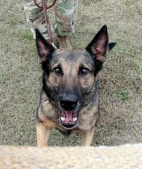 Military working dog, happy face