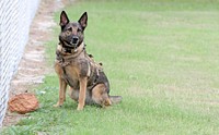 Military Working Dog, outdoor training. 