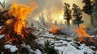 Winter forest fire. Original public domain image from Flickr