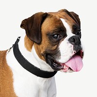 Boxer dog head collage element psd