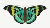 E.A. Séguy's green butterfly, exotic insect collage element psd. Remixed by rawpixel.