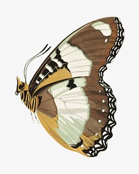 Art nouveau butterfly, vintage insect illustration. Original public domain image by E.A. Séguy from Biodiversity Heritage Library. Digitally enhanced by rawpixel.