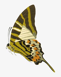 Vintage butterfly, green insect illustration. Original public domain image by E.A. Séguy from Biodiversity Heritage Library. Digitally enhanced by rawpixel.