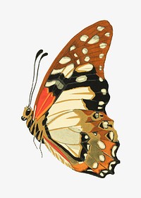 Autumn butterfly, vintage insect illustration. Original public domain image by E.A. Séguy from Biodiversity Heritage Library. Digitally enhanced by rawpixel.