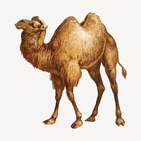 Camel, Egyptian animal collage element psd.   Remastered by rawpixel