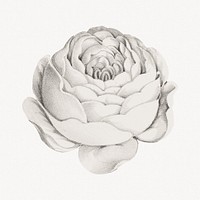 Vintage rose flower, botanical illustration.  Remastered by rawpixel