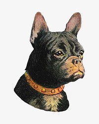 French bulldog dog, vintage animal illustration.    Remixed by rawpixel.