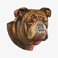 Old English Bulldog dog, vintage animal illustration.    Remixed by rawpixel.