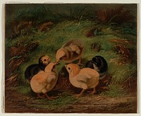 Chickens I, Smithsonian National Museum of African Art