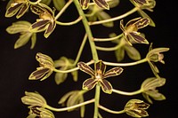 Grammatophyllum scriptum