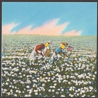             People picking cotton          