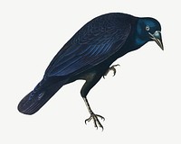 American crow bird, vintage animal collage element psd