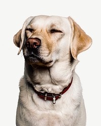 Labrador retriever dog collage element psd