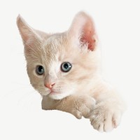 White kitten collage element, isolated image psd