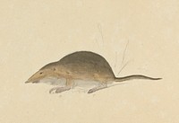 A Shrew