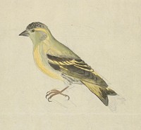 A Finch (Siskin?)