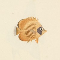 Unidentified Fish by Luigi Balugani