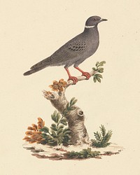 Album of 34 Drawings of Animals and Birds from The Bruce Archive by Luigi Balugani