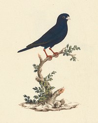 Vidua chalybeata (Village Indigobird) by Luigi Balugani