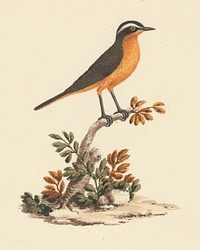 Cassypha semirufa (Ruppell's Robin Chat) by Luigi Balugani