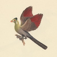 Tauraco leucotis (White-cheeked Turaco) by Luigi Balugani