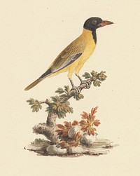 Oriolus monacha (Black Headed Abyssinian Oriole) by Luigi Balugani