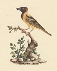 Oriolus monacha (Black Headed Abyssinian Oriole) by Luigi Balugani