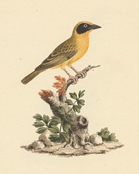 Ploceus ocularis (Spectacled Weaver) by Luigi Balugani