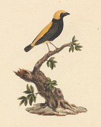 Euplectes afer (Yellow-Crowned Bishop) by Luigi Balugani