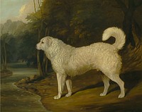 Portrait of a Dog, Ross