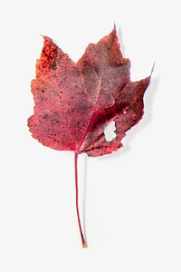 Maple leaf, Autumn isolated image
