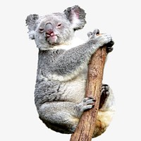 Koala bear, isolated wild animal image