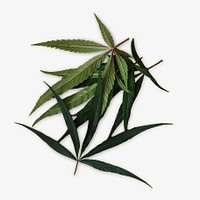 Medical marijuana, isolated image