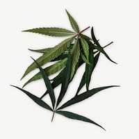 Medical marijuana collage element psd