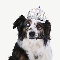 Funny crowned dog, pet animal collage element psd