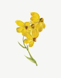 Psilostrophe sparsiflora, vintage yellow flower illustration psd