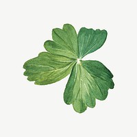 Lemon columbine leaf, watercolor botanical illustration psd