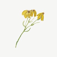 Vintage psilostrophe sparsiflora, yellow flower illustration psd