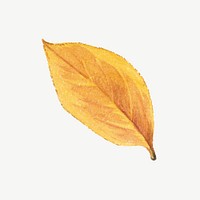 Vintage yellow leaf illustration psd