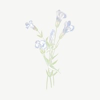 Vintage fringed gentian, blue flower illustration psd