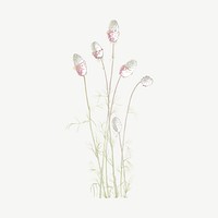 Vintage purple prairie clover illustration psd