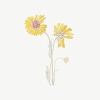 Vintage yellow flower, perennial gaillardia illustration psd