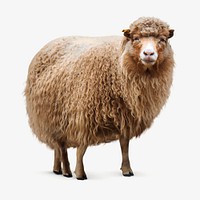 Brown sheep, farm animal isolated image