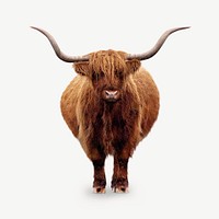 Closeup of hairy Scottish Highland Cattle collage element psd