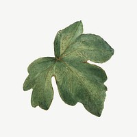 Watercolor green leaf, Mexican fremontia illustration psd