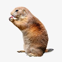 Mexican prairie dog collage element, animal isolated image