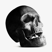 Human skull, Halloween isolated design